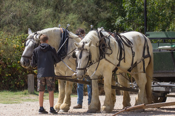 Cavalli bianchi da traino