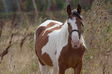 Cavallo pezzato con testiera