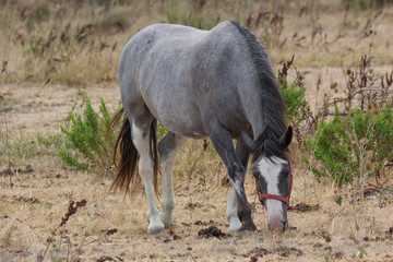 Cavallo grigio all'aperto