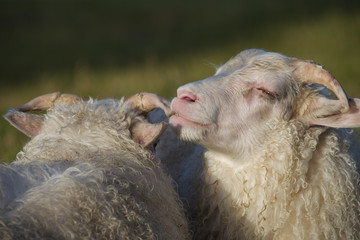 Fototapeta premium Sheeps