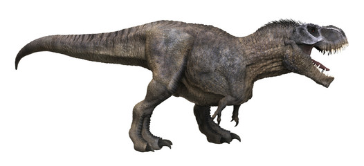 3D rendering of Tyrannosaurus Rex looking for food, isolated on a white background.