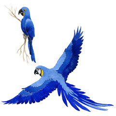 Sky bird parrot in a wildlife by watercolor style isolated. Wild freedom, bird with a flying wings. Aquarelle bird for background, texture, pattern, frame, border or tattoo.