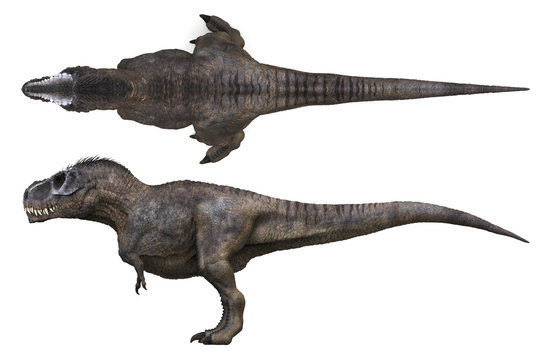 3D rendering of Tyrannosaurus Rex, isolated on a white background.