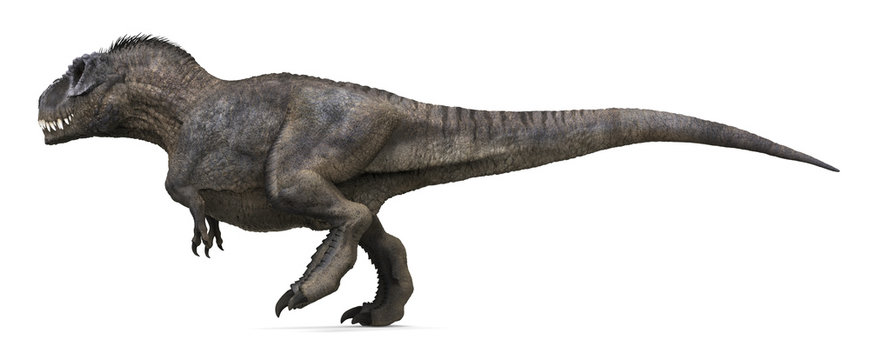 3D rendering of Tyrannosaurus Rex walking, isolated on a white background.
