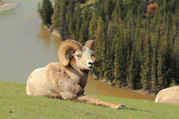 Reclining Bighorn Sheep with trees and river background