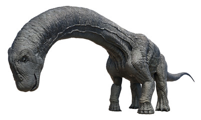 3D rendering of Alamosaurus, isolated on a white background. © Herschel Hoffmeyer