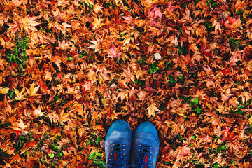 Hikers boots on the autumn leaves.