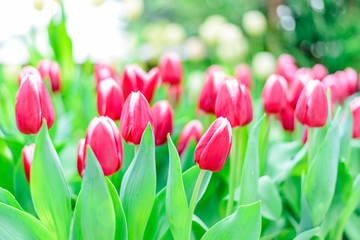 Obraz premium Fresh red tulip flowers in park with green bokeh background