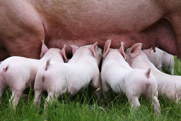 Little pigs breast-feeding closeup at animal farm rural scene summertime