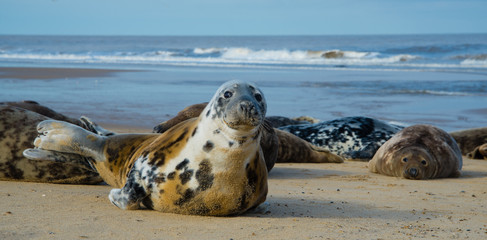 Seals At Horsey Beach
