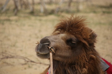 Obraz premium Mongolie