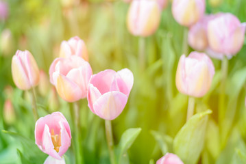 Selective focus of fresh pink tulip flowers in park with green leaves and yellow light in background