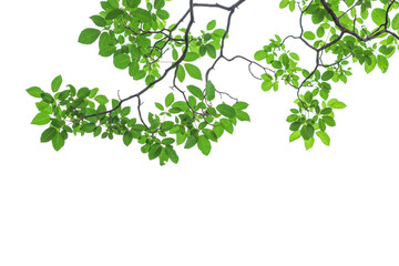 Green tree leaves and branches isolated on white background © yotrakbutda