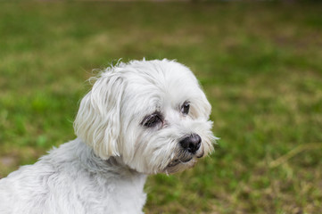Sad white dog on grass background