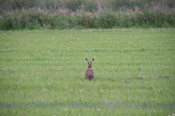 Brown Hare