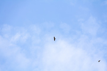 Bird of prey kite hovers in serene blue sky