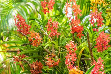 Purple and pink orchid flowers orchid flowers