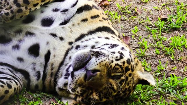 On&ccedil;a-pintada.