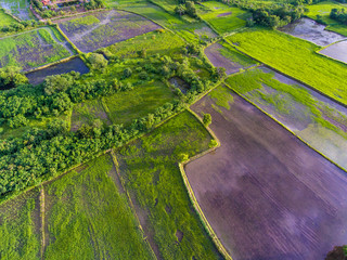 Aerial view of rice paddy in countryside