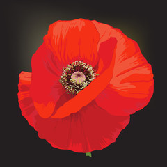 Poppy flower - Papaver rheas.
Hand drawn illustration of a red poppy on black
background. - 167796501