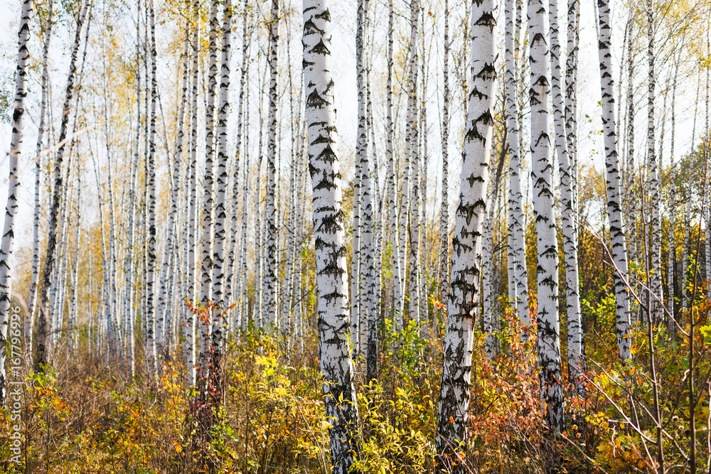 Poster autumn forest trees background