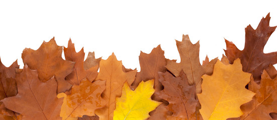 Autumn season background, brown oak leaves