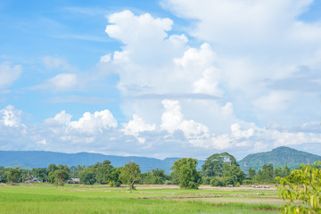 Many white clouds in blue sky with rice fields, green tree and mountain in background