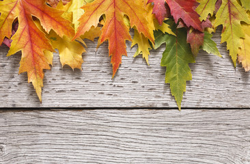 Obraz premium Autumn season background, yellow maple leaves