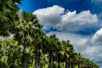Fototapeta na wymiar Part of sugar palm