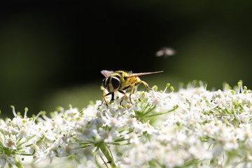 syrphe
