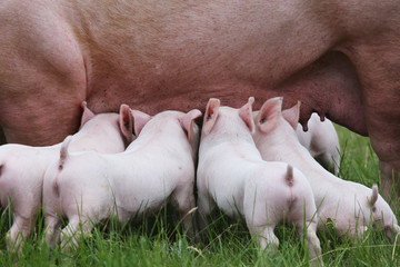 Piglets suckling from fertile sow on summer pasture