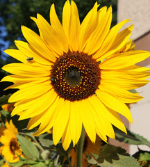 Flower sunflower nature landscape