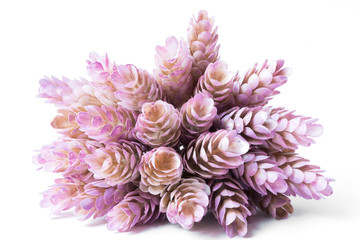 Purple succulent on white background