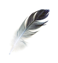 bird feather on white background