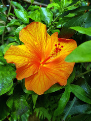 Hibiskus orange 