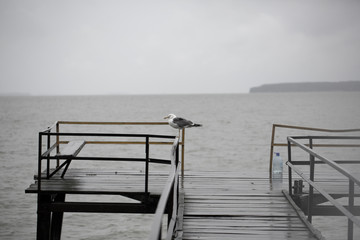 Fototapeta na wymiar Seagull on the pier