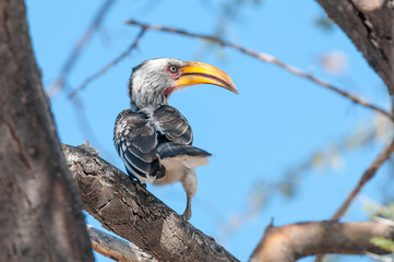 Southern Yellow-billed Hornbill, Tockus leucomelas, on a tree branch