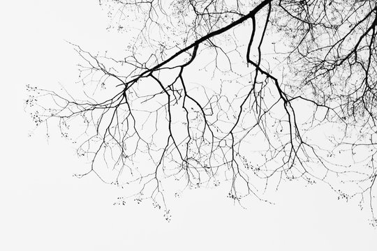 Fototapeta Under tree silhouette non leaf on white background.