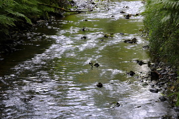 Obraz premium Ritterhuder Beeke im Sommer