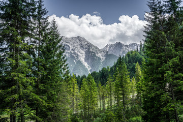 Wonderful green trees with mountains in the background in the national park of Berchtesgaden.