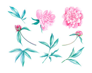 Peonies flower elements illustration set in watercolor style