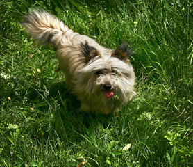 yorkshire terrier on the grass