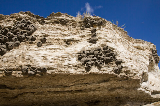 Cliff Swallow Nests Of Yellowstone