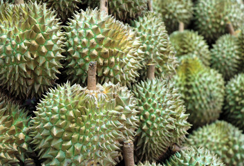 Naklejka na ściany i meble Pile of Durian, an oval spiny tropical fruit containing a creamy pulp. it is highly esteemed for its flavor.