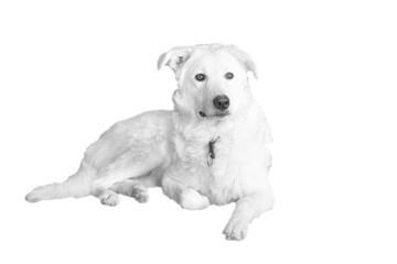 Obraz premium Kuvasz, big white dog on white background, isolated 