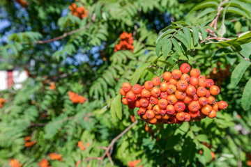 bunch of ripe rowanberries
