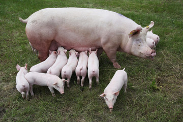 Photo from above a sow and her newborn piglets © acceptfoto