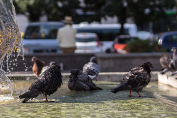 Obraz premium Pigeons playing and resting in a fountain on a warm summer afternoon