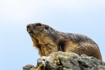 Marmota