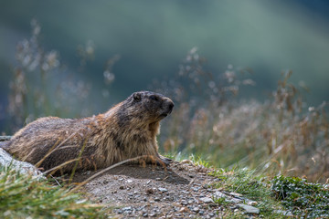 Marmota